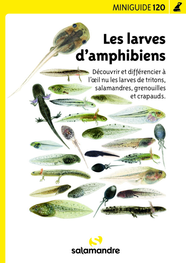 Les larves d'amphibiens