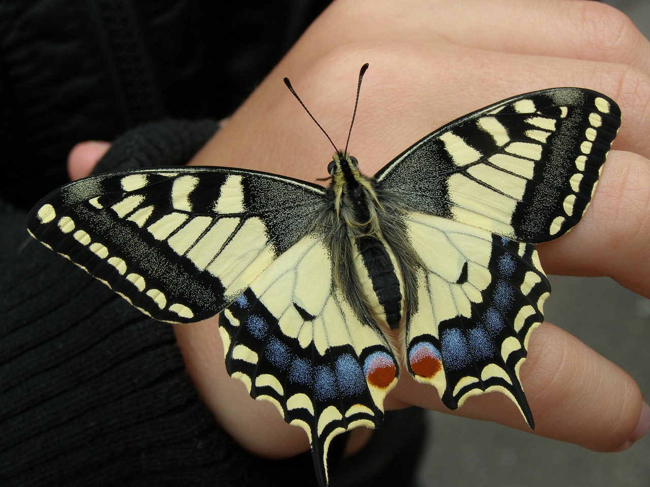 128 Canon, ce Machaon !