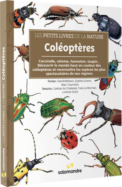 Coléoptères