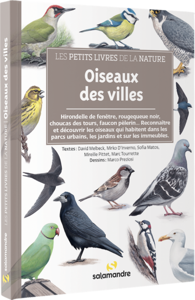 Oiseaux des villes