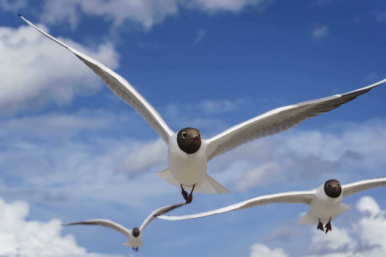 129 Mouette rieuse, la nettoyeuse