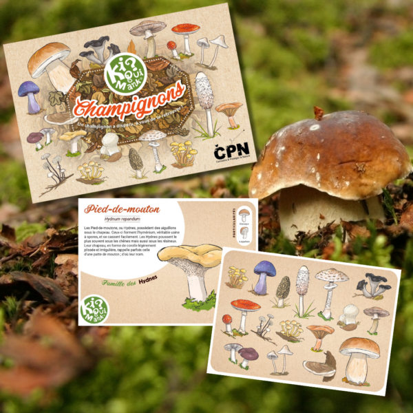 Kiquimank ? Champignons