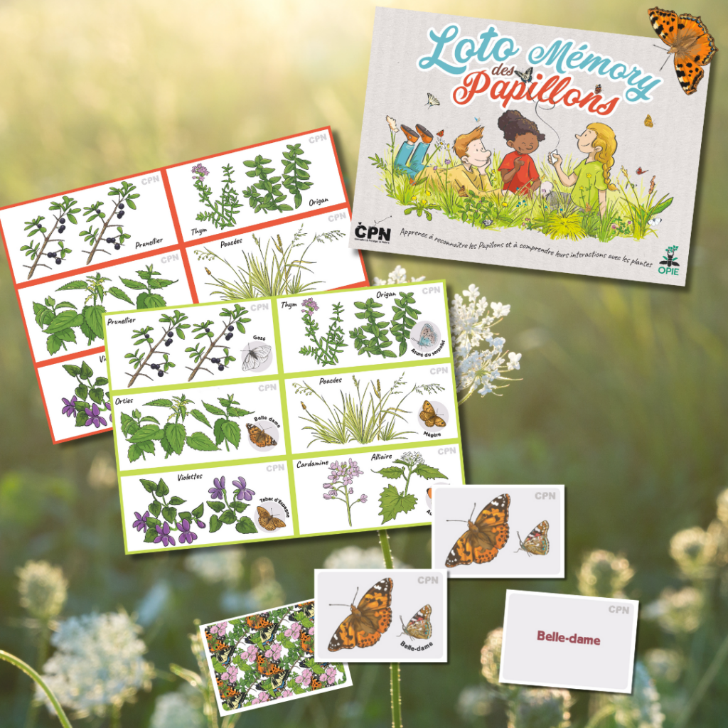 loto mémory papillons