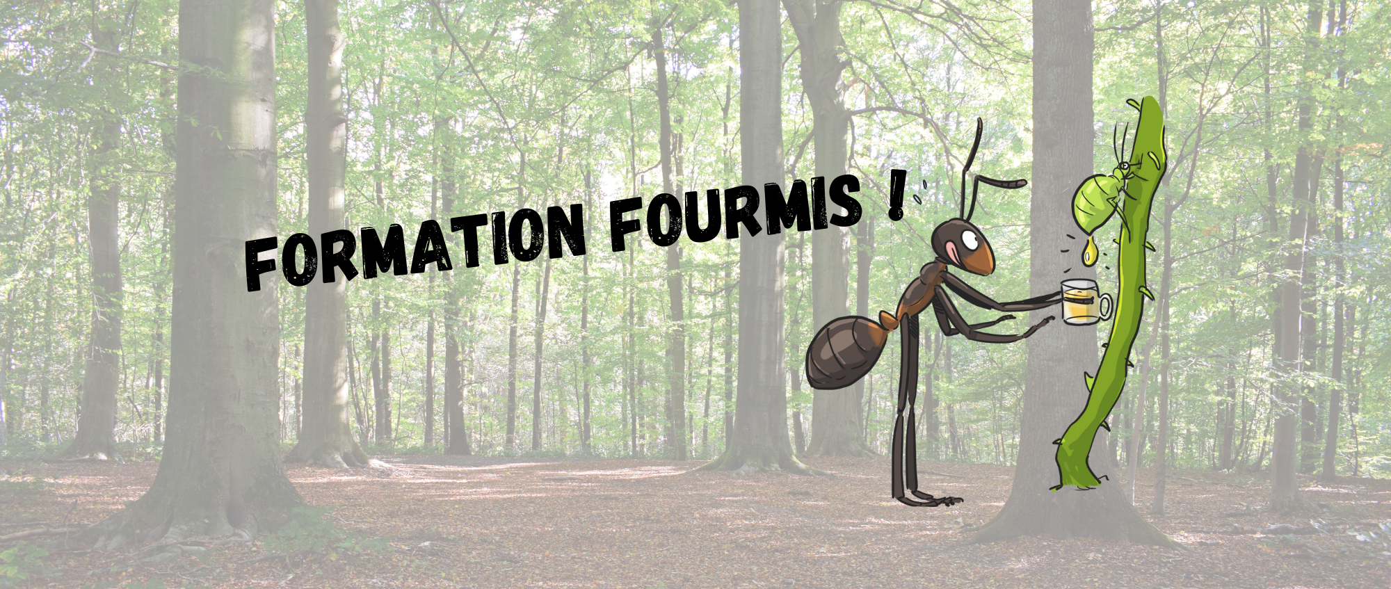 formation fourmis