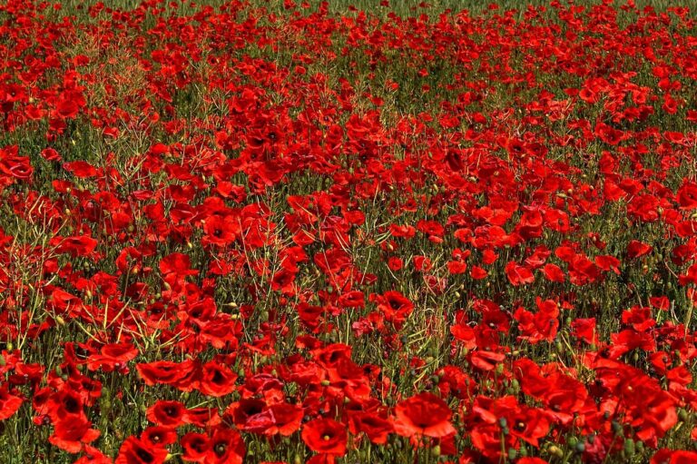 140-Rouge coquelicot
