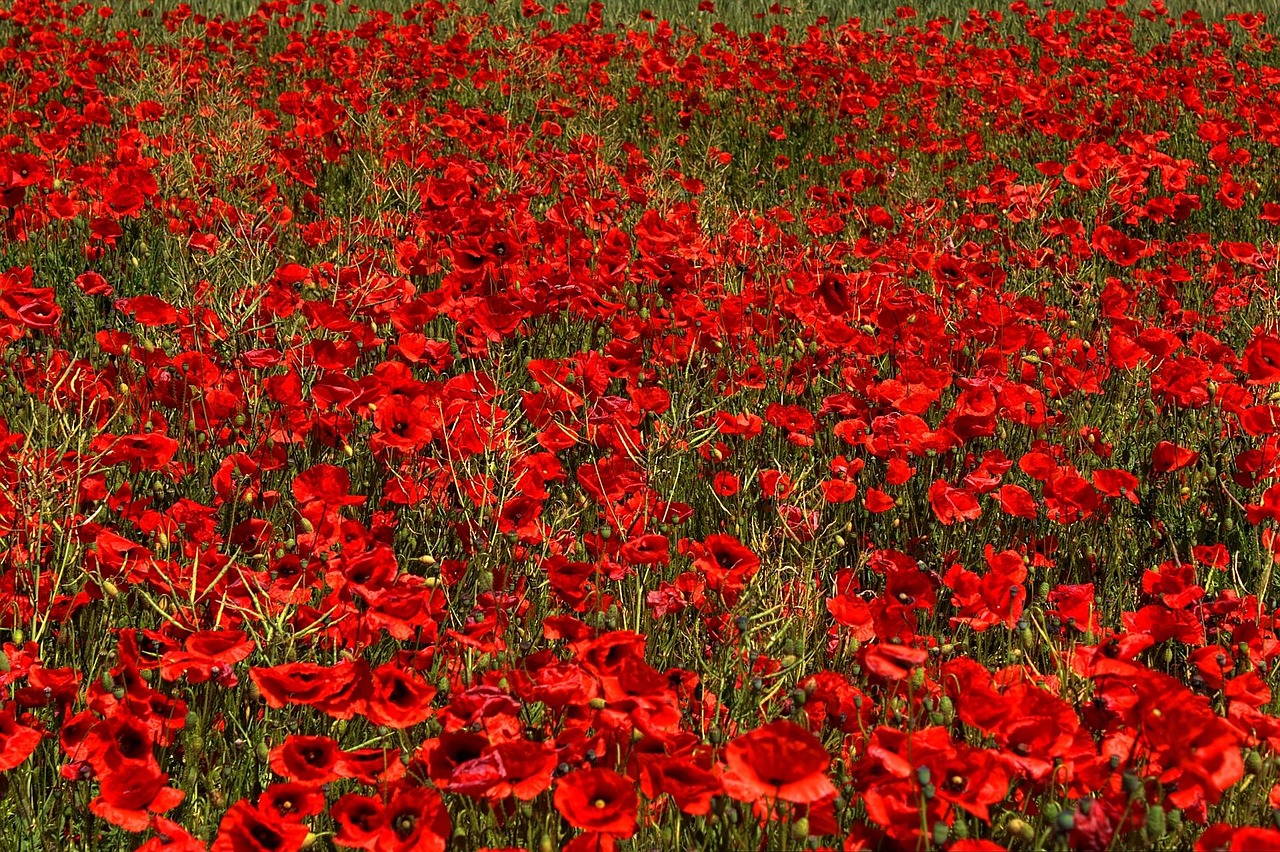 140-Rouge coquelicot