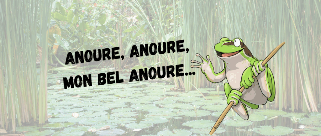 CT anoures