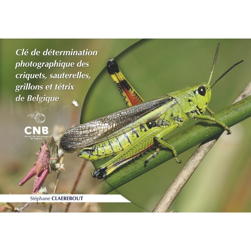cle-de-determination-photographique-des-criquets-sauterelles-grillons-et-tetrix-de-belgique