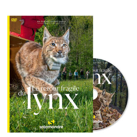 dvd-le-retour-fragile-du-lynx_6273d75a58a19