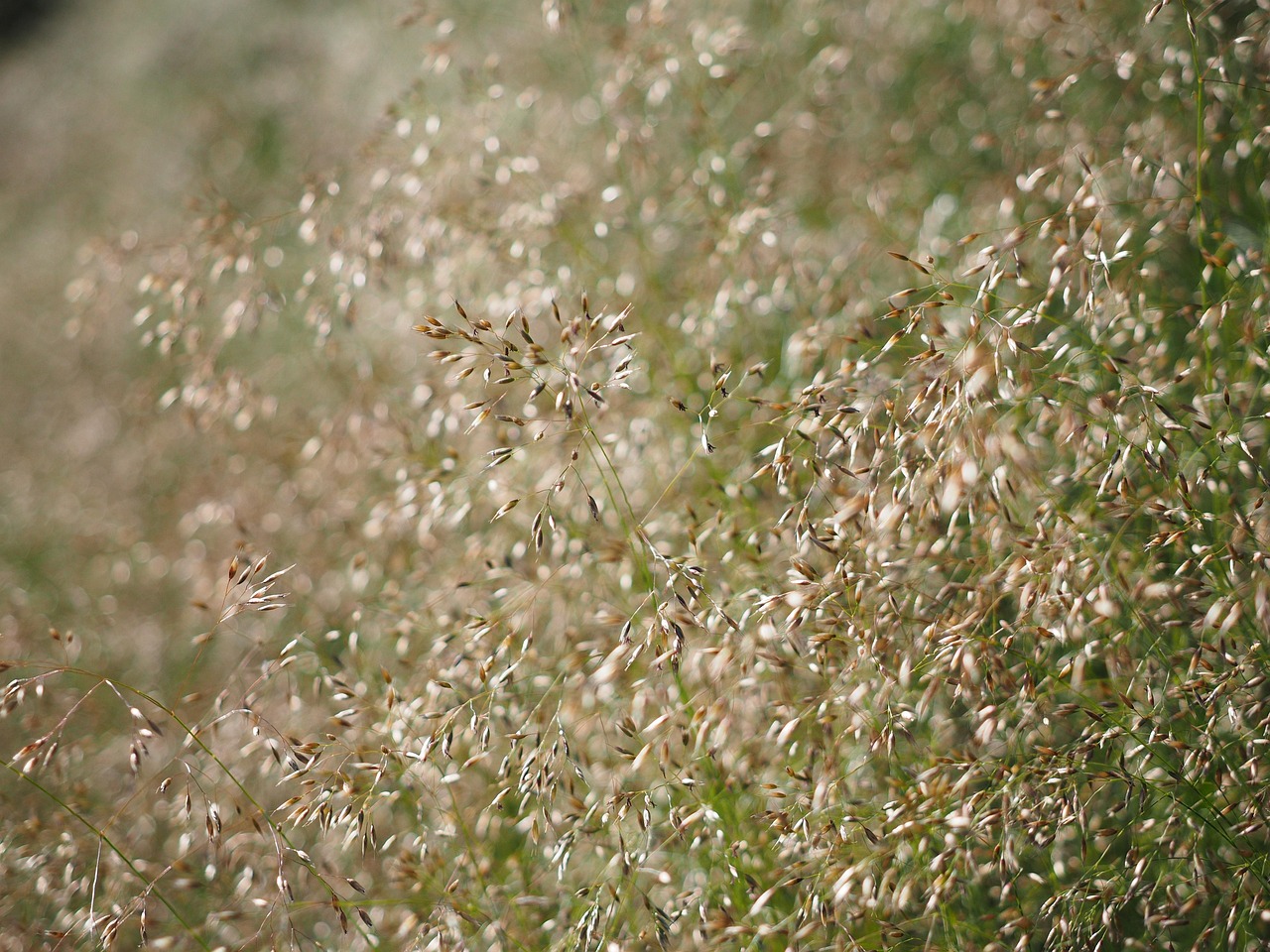 144-De vraies herbes folles, ces poacées !