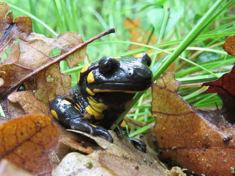 149 Gourmande, la Salamandre !
