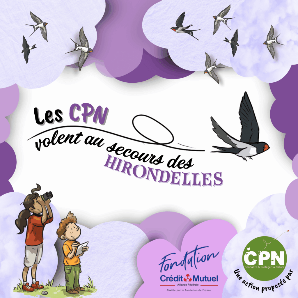 Les CPN volent au secours des Hirondelles