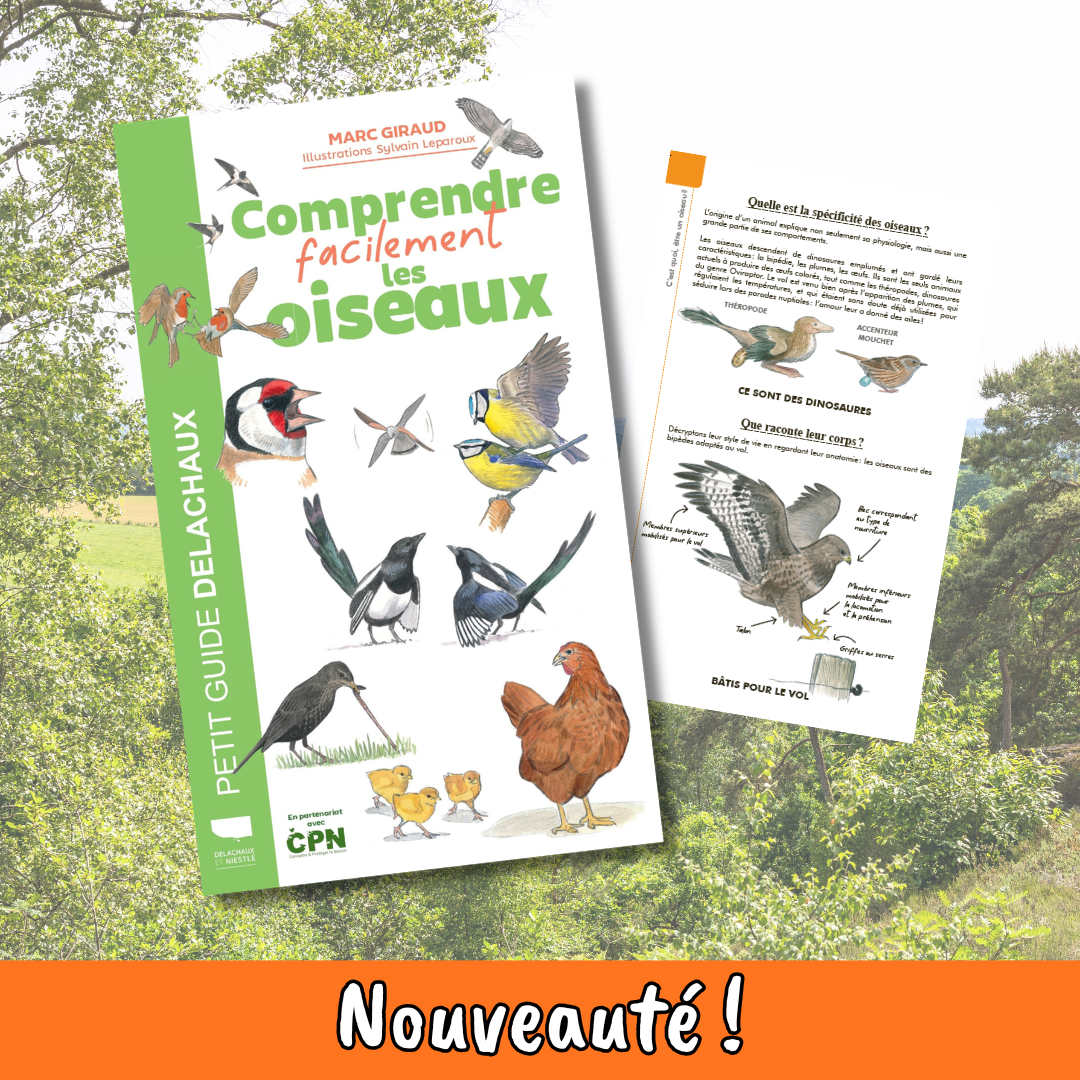 Comprendre facilement les oiseaux