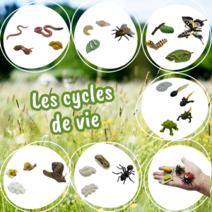 collection 7 cycles de vie