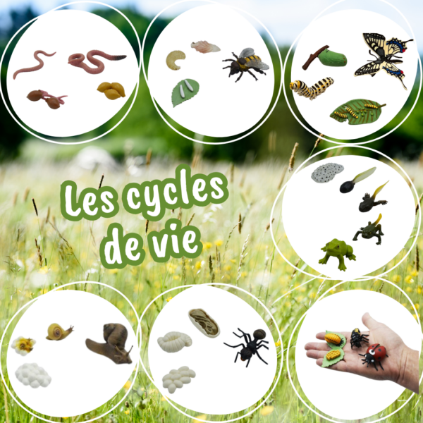 collection 7 cycles de vie