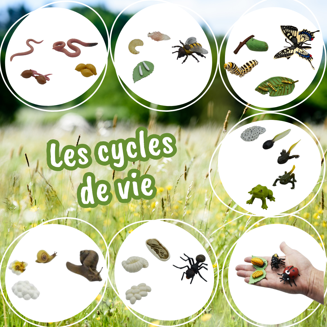 collection 7 cycles de vie
