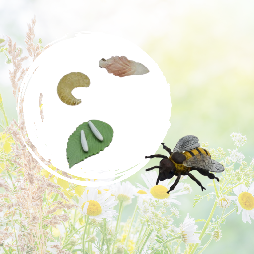 cycle de vie abeille