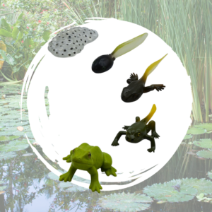 cycle de vie grenouille